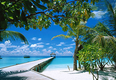 maldivy